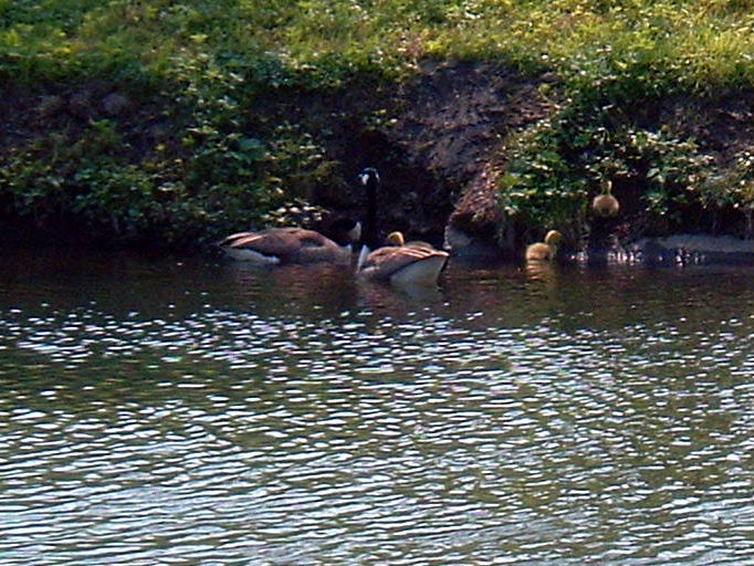 Gänsefamilie