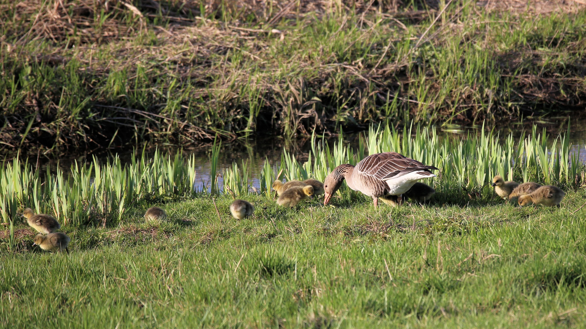 Gänsefamilie,..