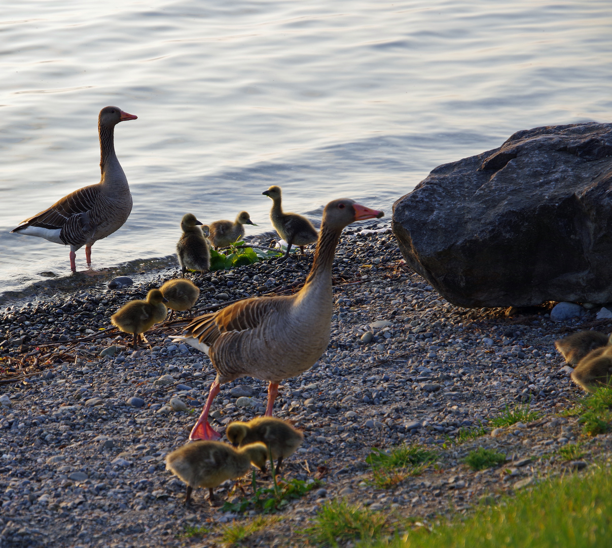 Gänsefamilie am Bodensee