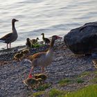 Gänsefamilie am Bodensee