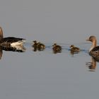 Gänsefamilie am Toeppersee