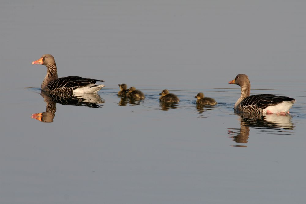 Gänsefamilie am Toeppersee