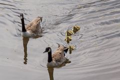 Gänsefamilie