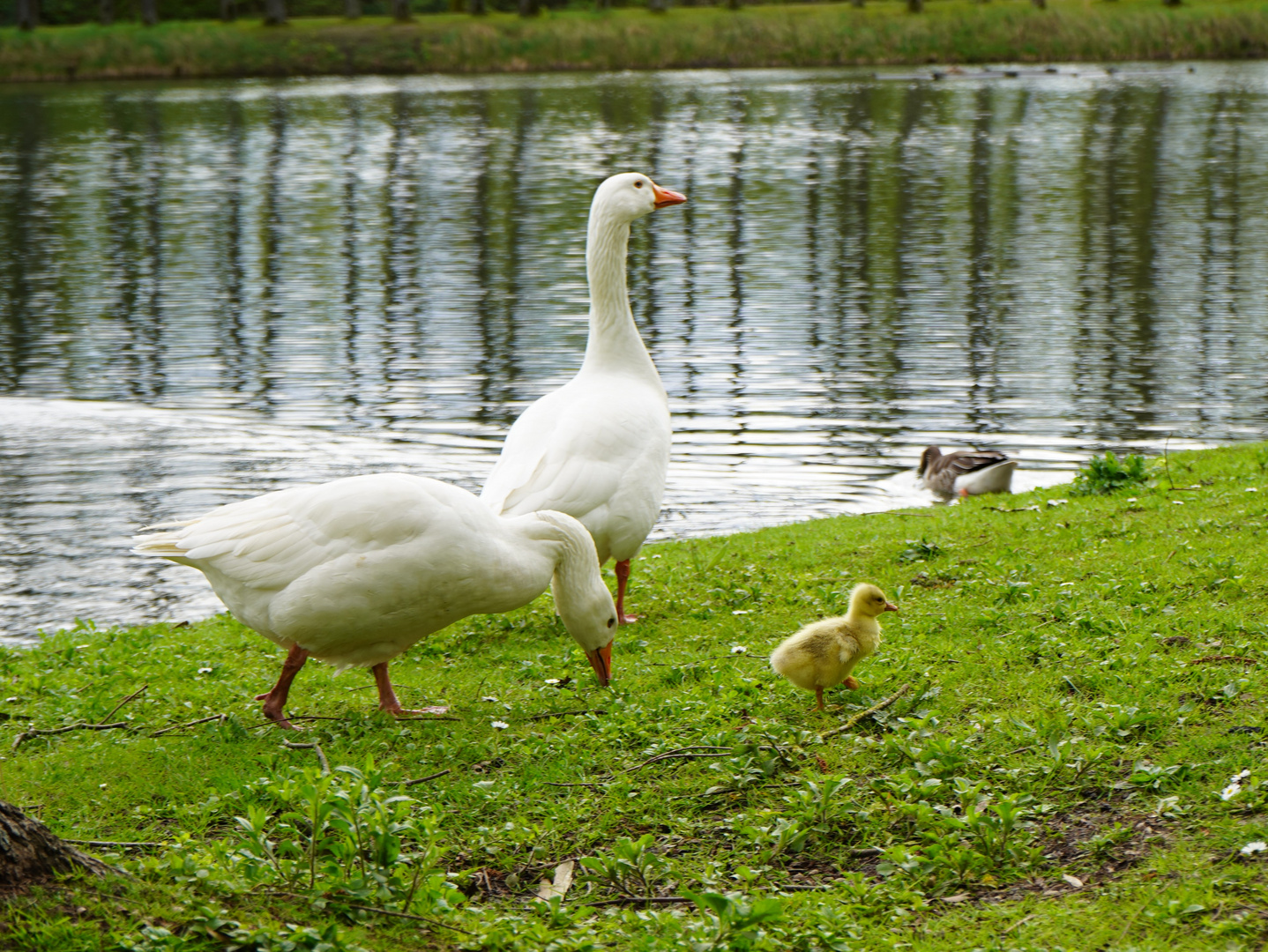 Gänsefamilie