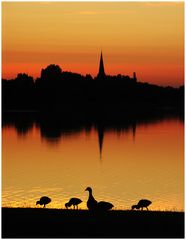 Gänsefamilie bei Nahrungsaufnahme vor Sonnenuntergang mit See und Kirchensilhouette am Niederrhein