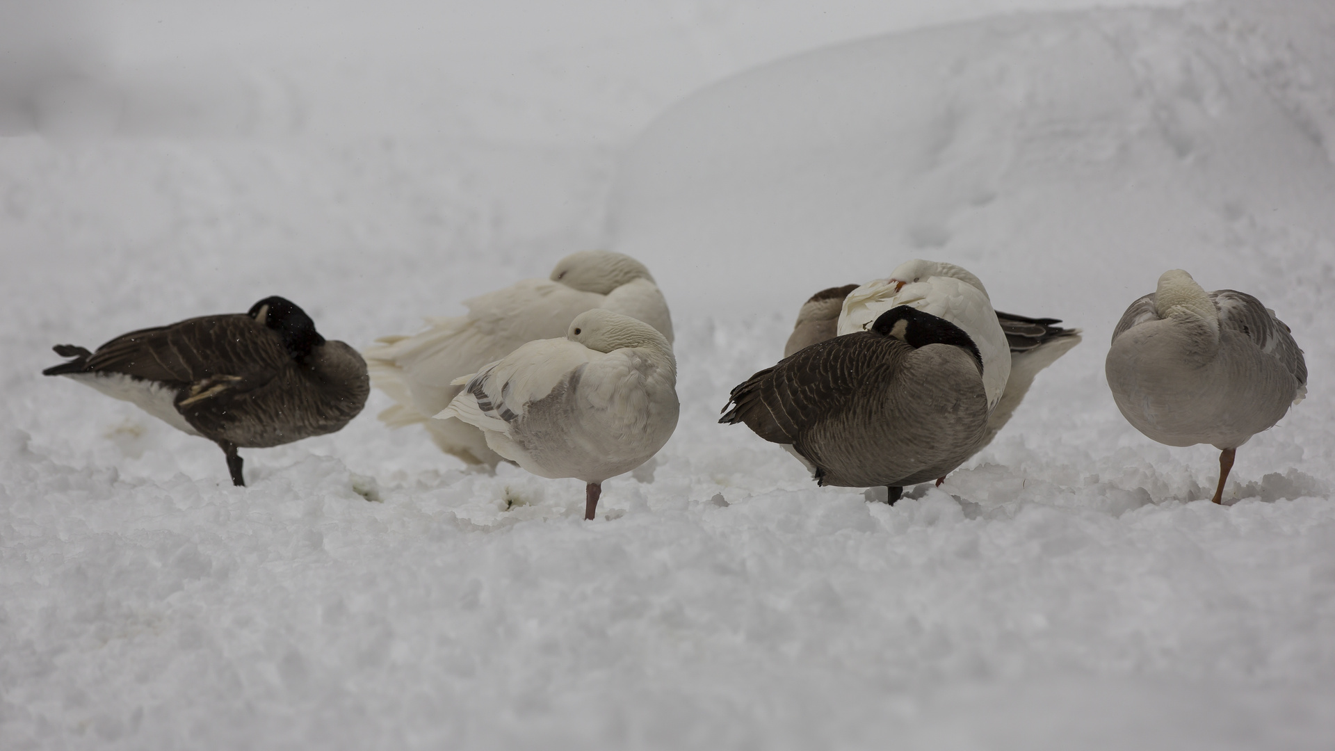 Gänsefamilie beim Mittagsschlaf 