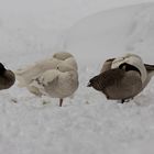 Gänsefamilie beim Mittagsschlaf 