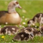 Gänsefamilie