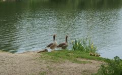 Gänsefamilie