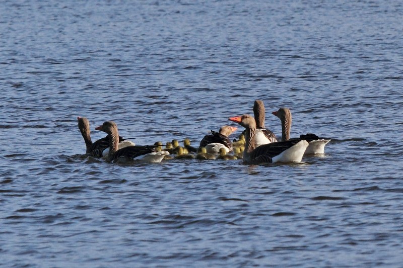 Gänsefamilie