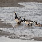 Gänsefamilie