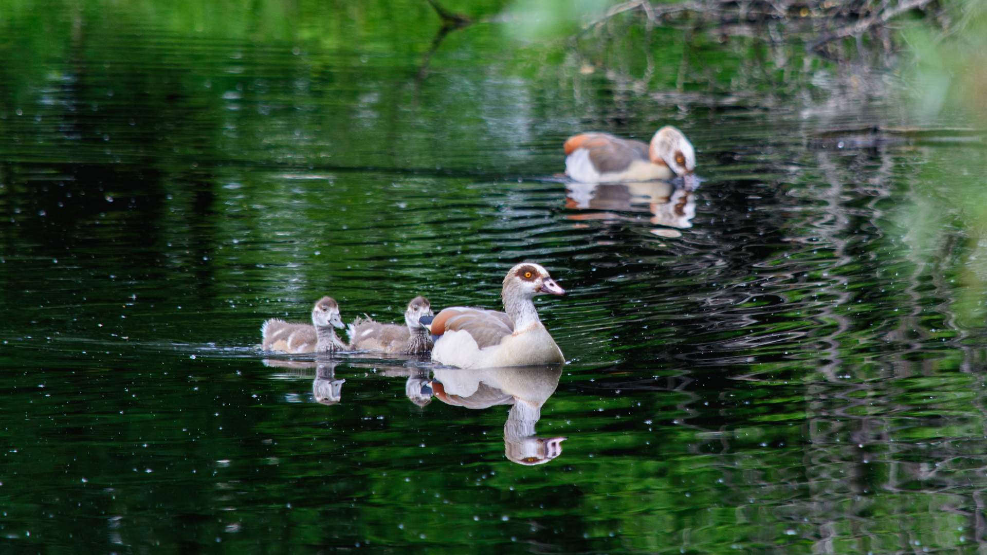 Gänsefamilie