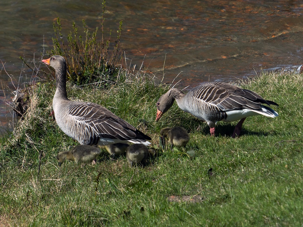 Gänsefamilie