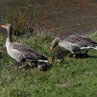 Gänsefamilie