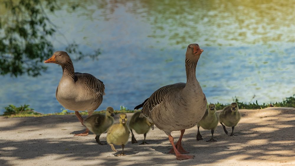 Gänsefamilie