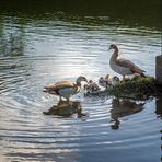 Gänsefamilie im Schlossteich