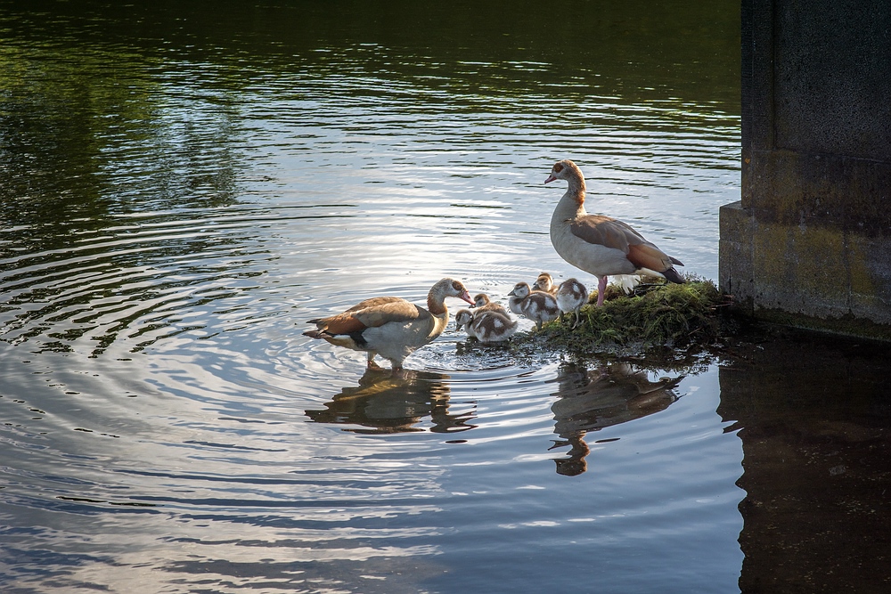 Gänsefamilie im Schlossteich