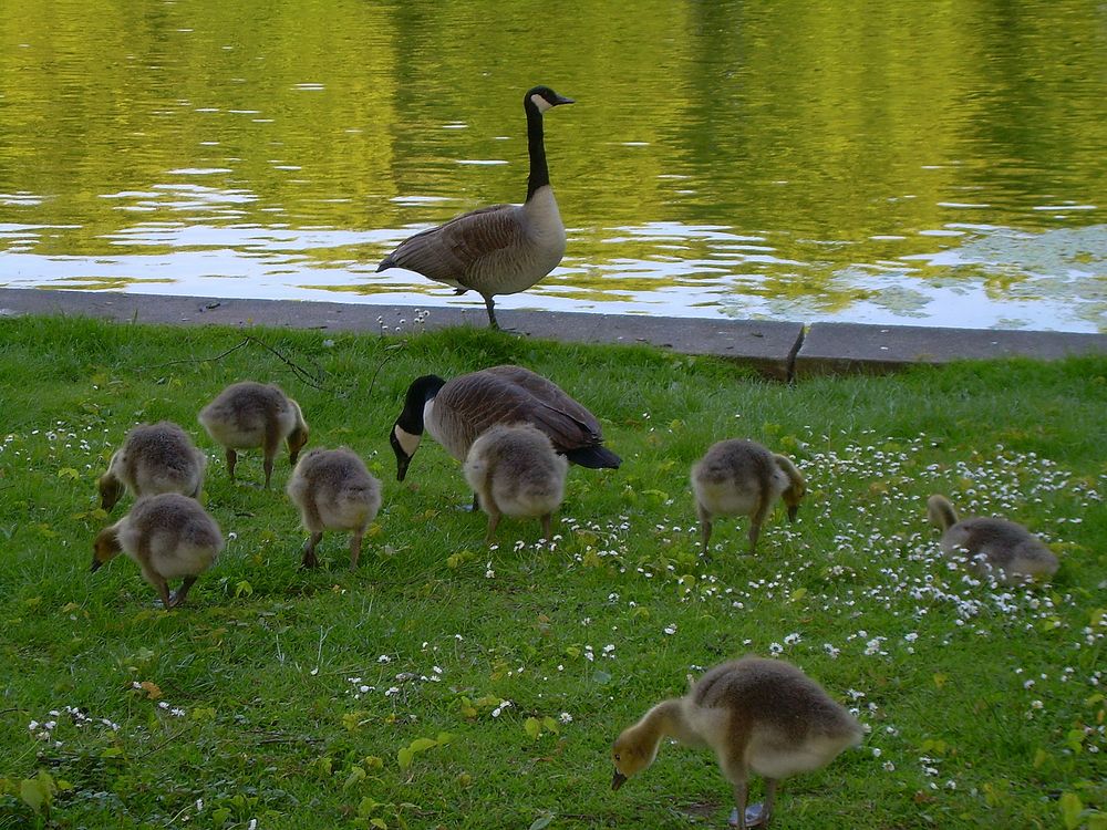 Gänsefamilie im Stadtwald