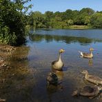 Gänsefamilie im Uferwasser