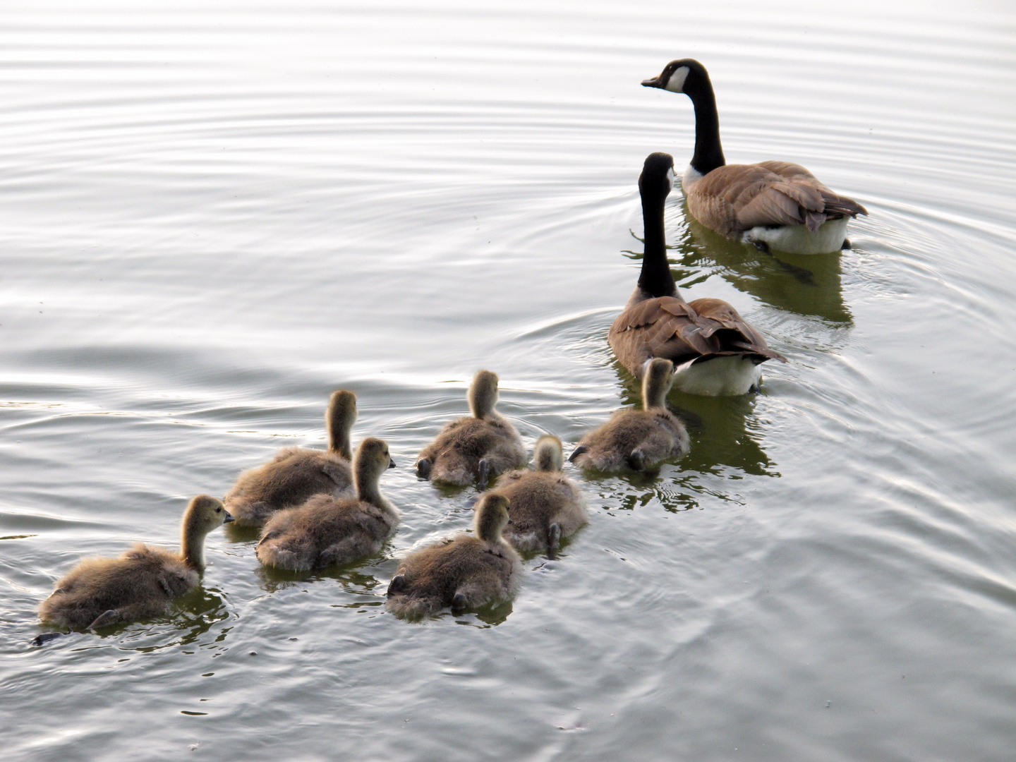 Gänsefamilie (Kanadagänse)