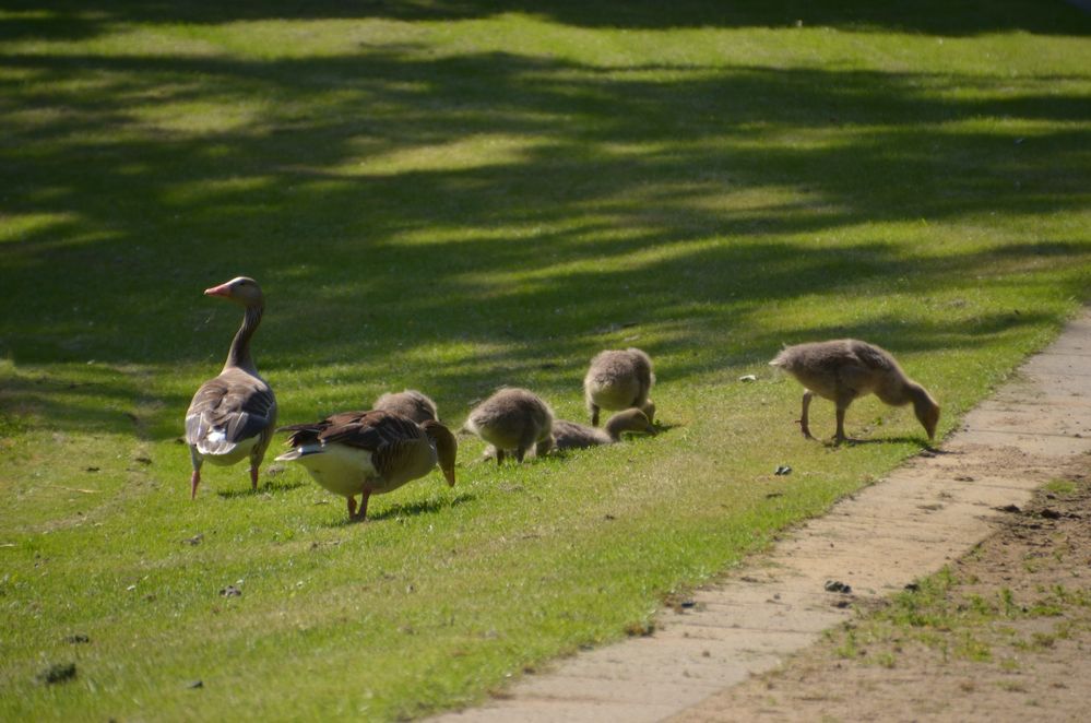 Gänsefamilie Teil 2 Die Jungen sind gewachsen oder?