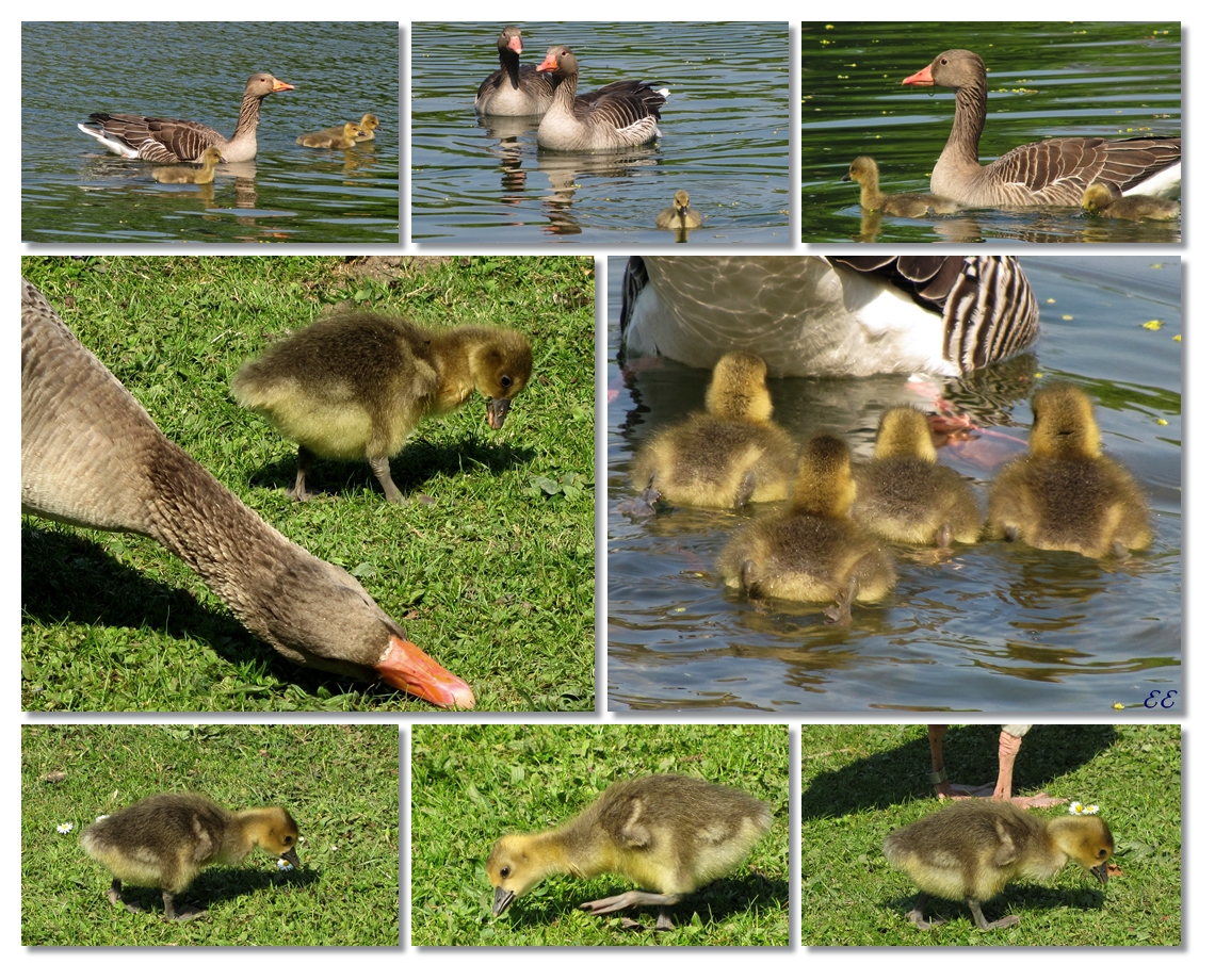 Gänsefamilien