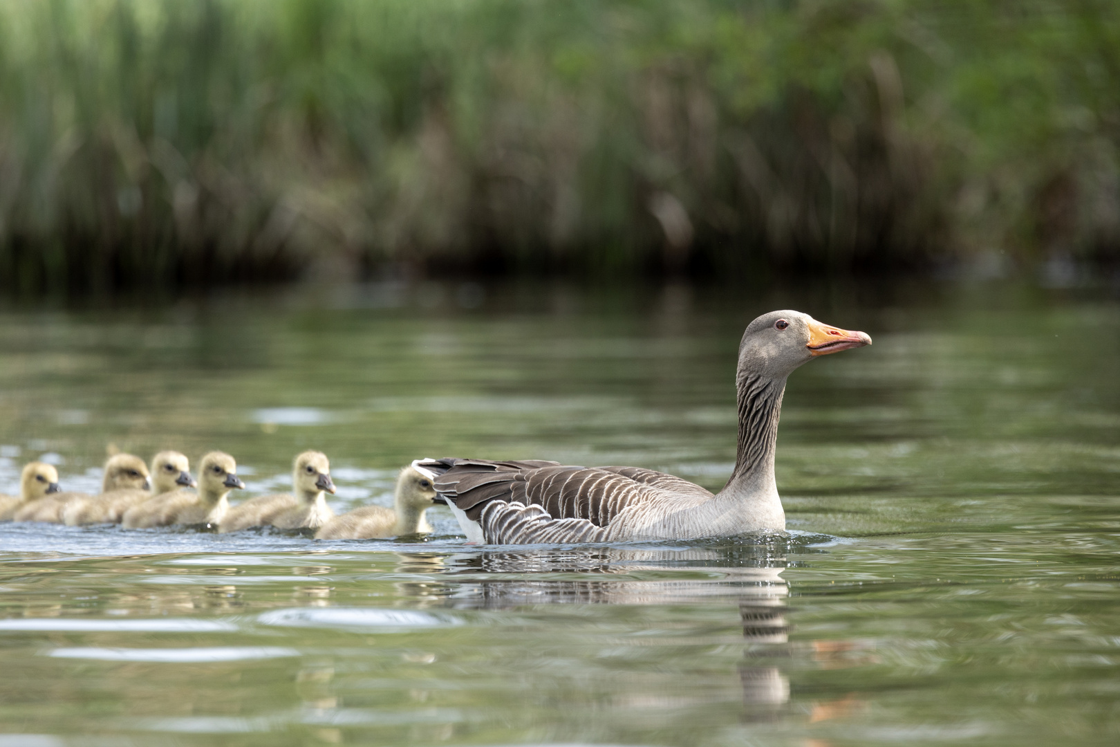 Gänsefamilien 