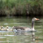 Gänsefamilien 