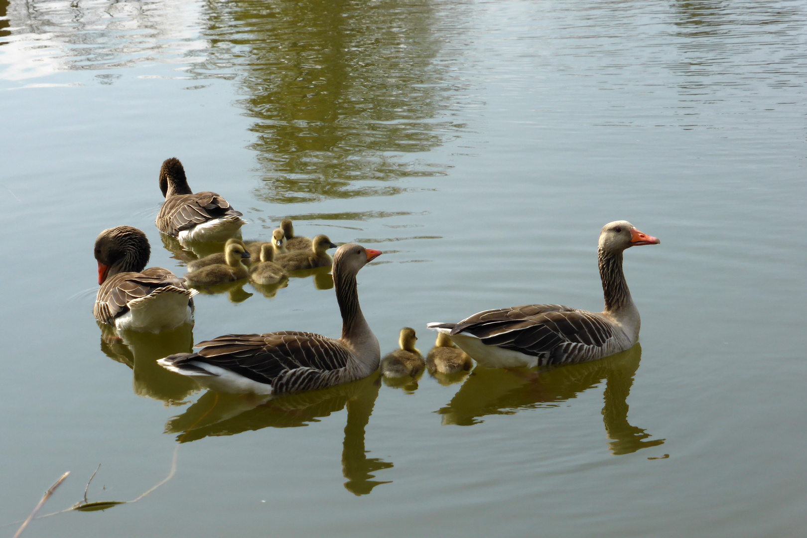 Gaensefamilien unterwegs