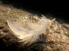 Gänsefeder im Strandsand