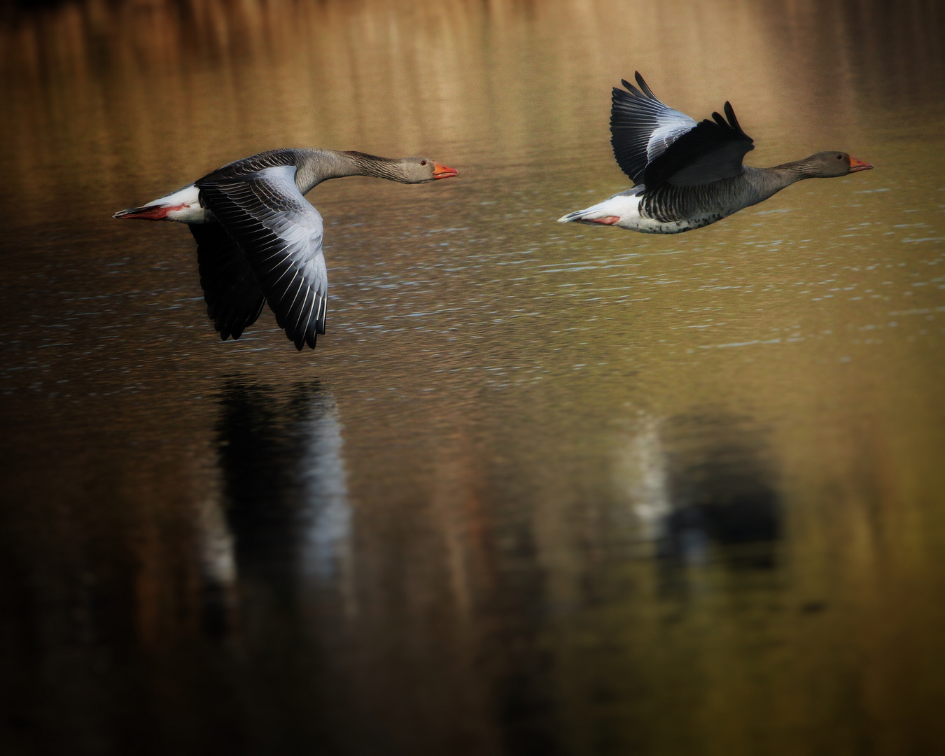 Gänseflug