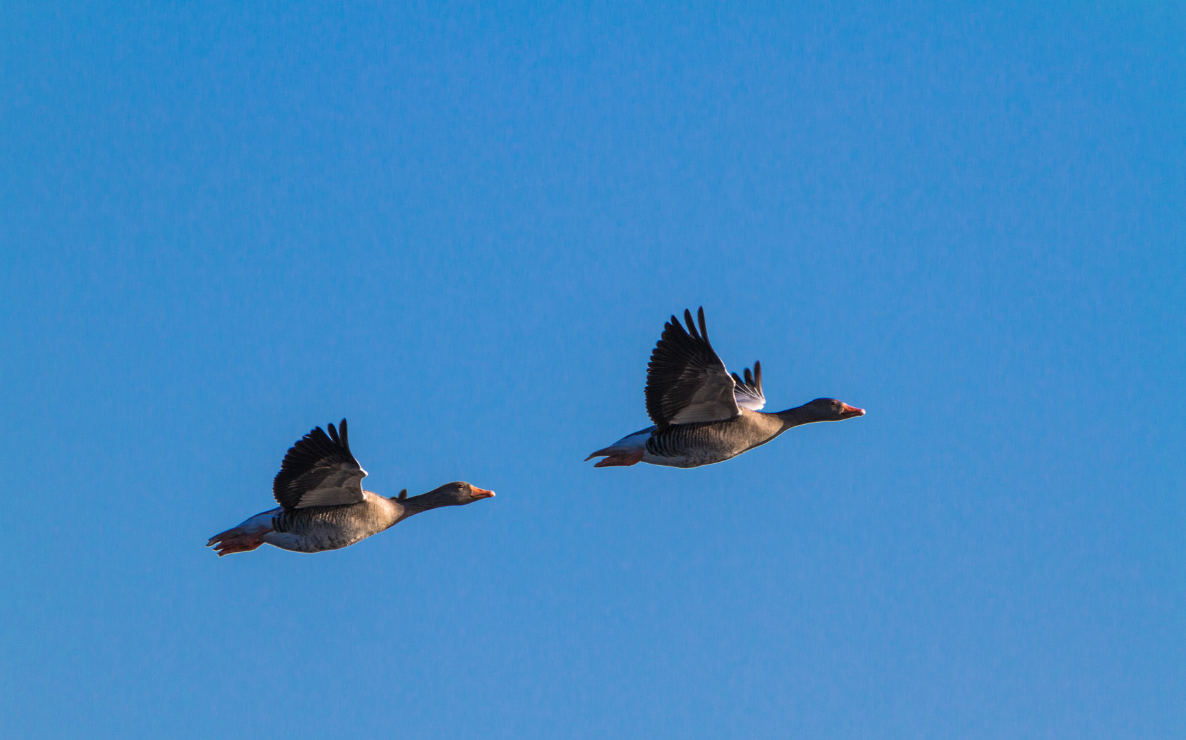 gänseflug