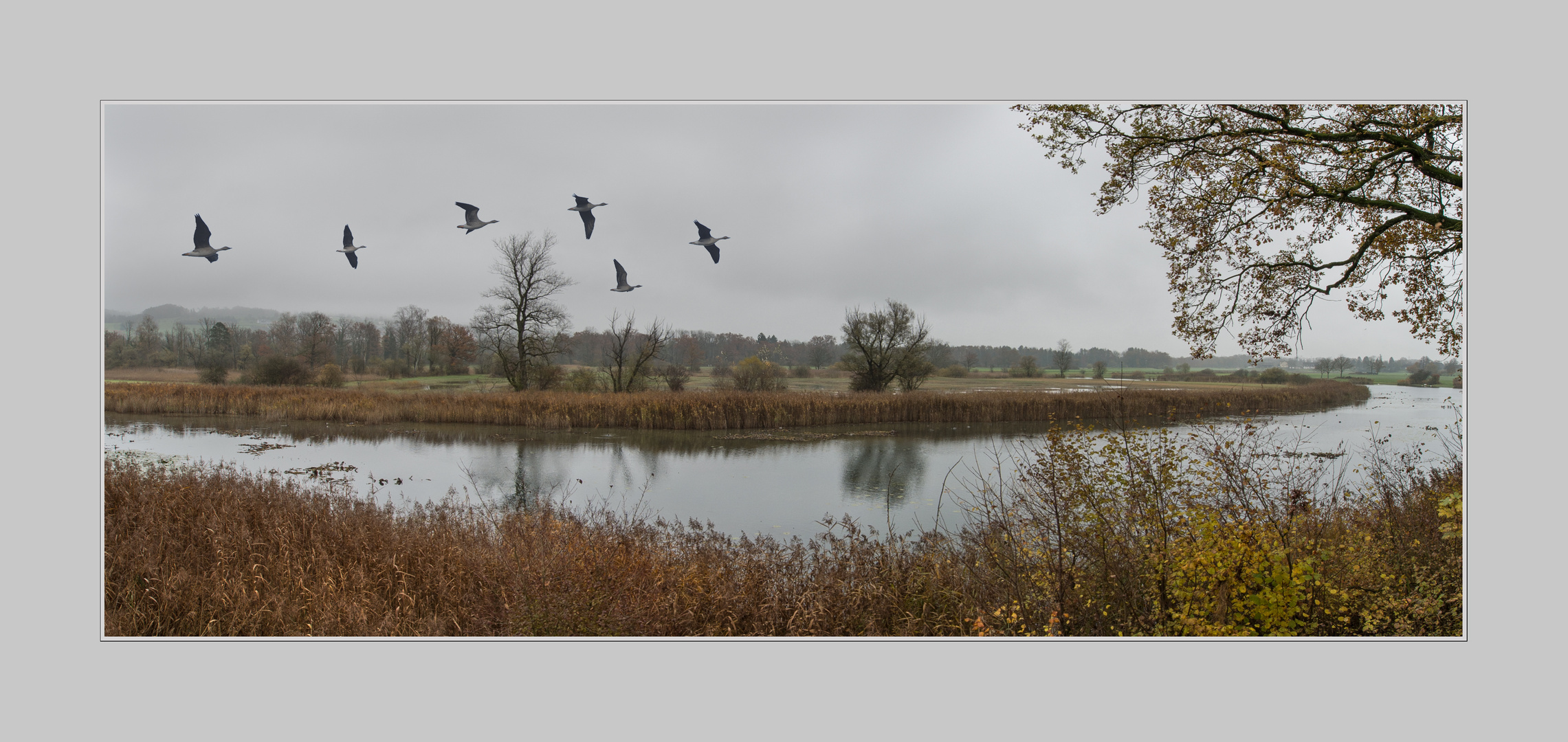 Gänseflug