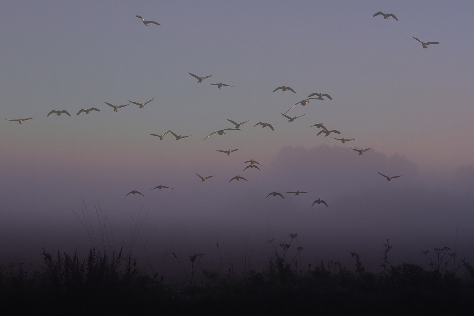 Gänseflug