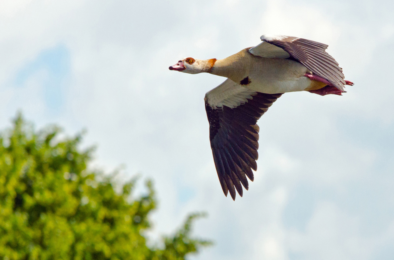 Gänseflug