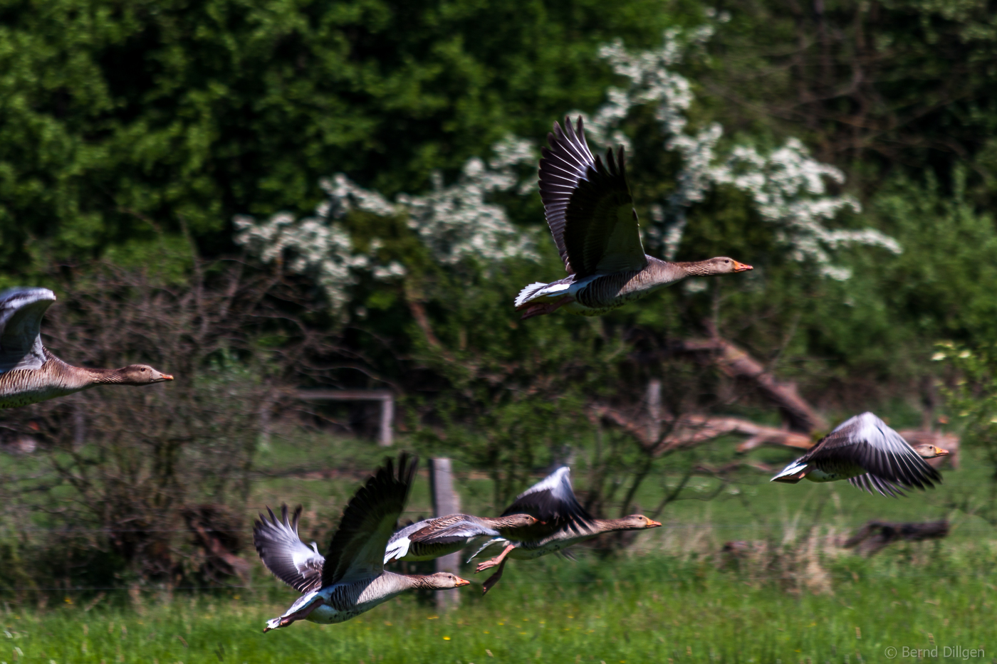 Gänseflug.....