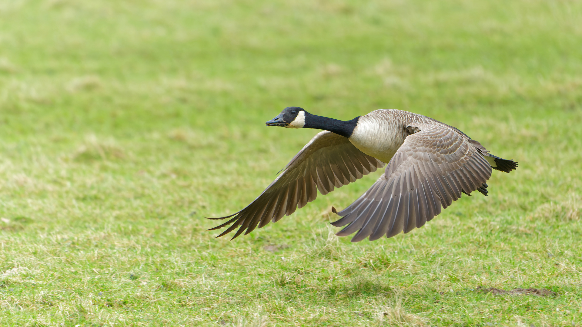 Gänseflug