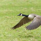 Gänseflug