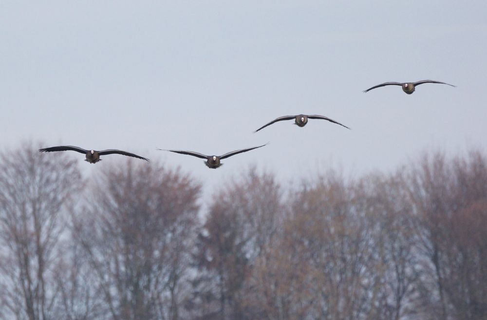 Gänseflug