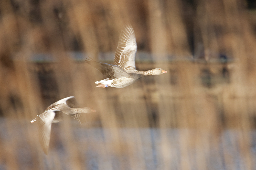 Gänseflug