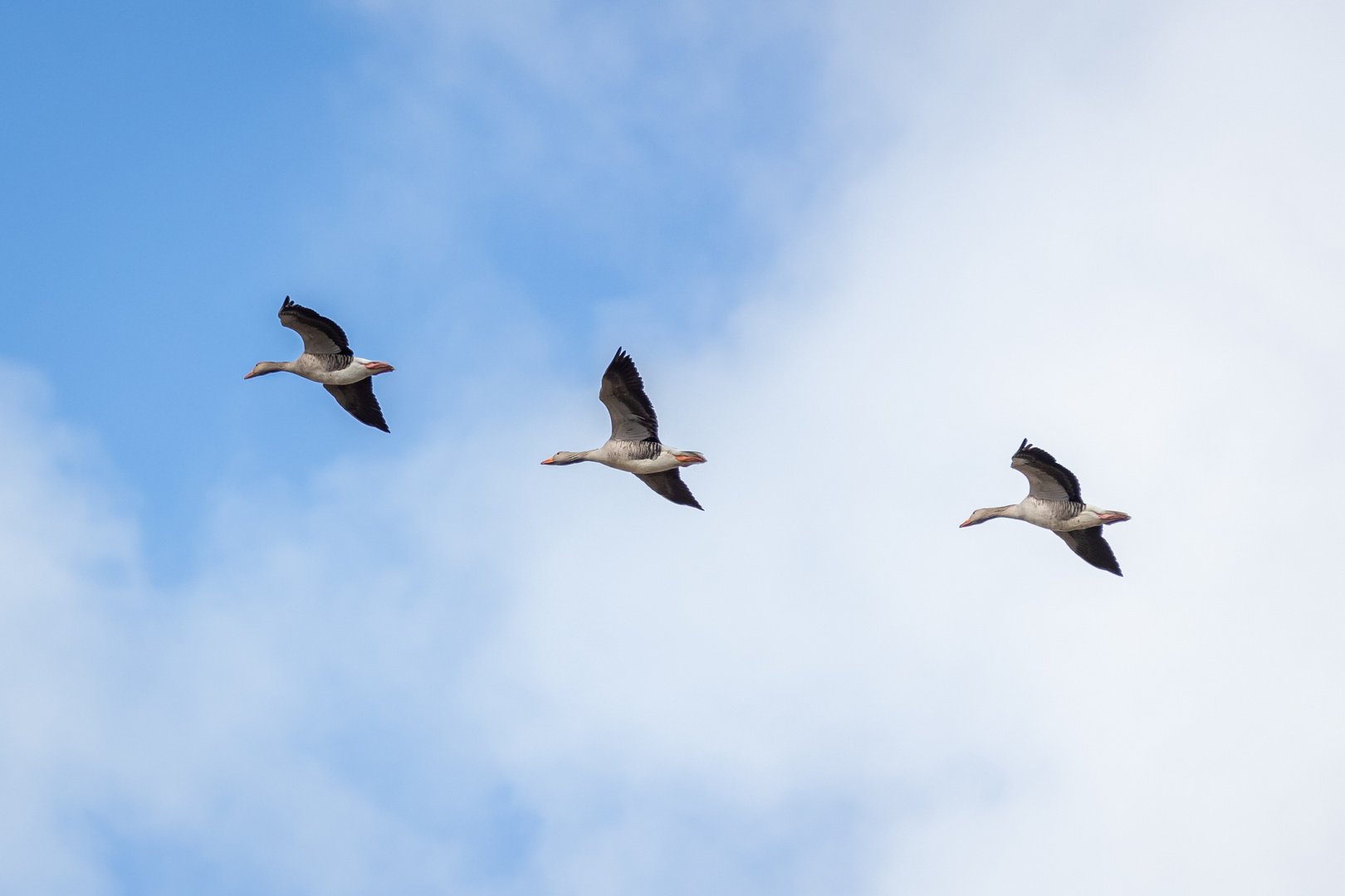 Gänseflug