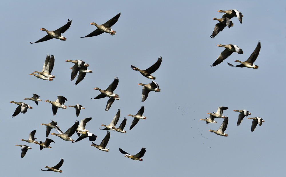 Gänseflug