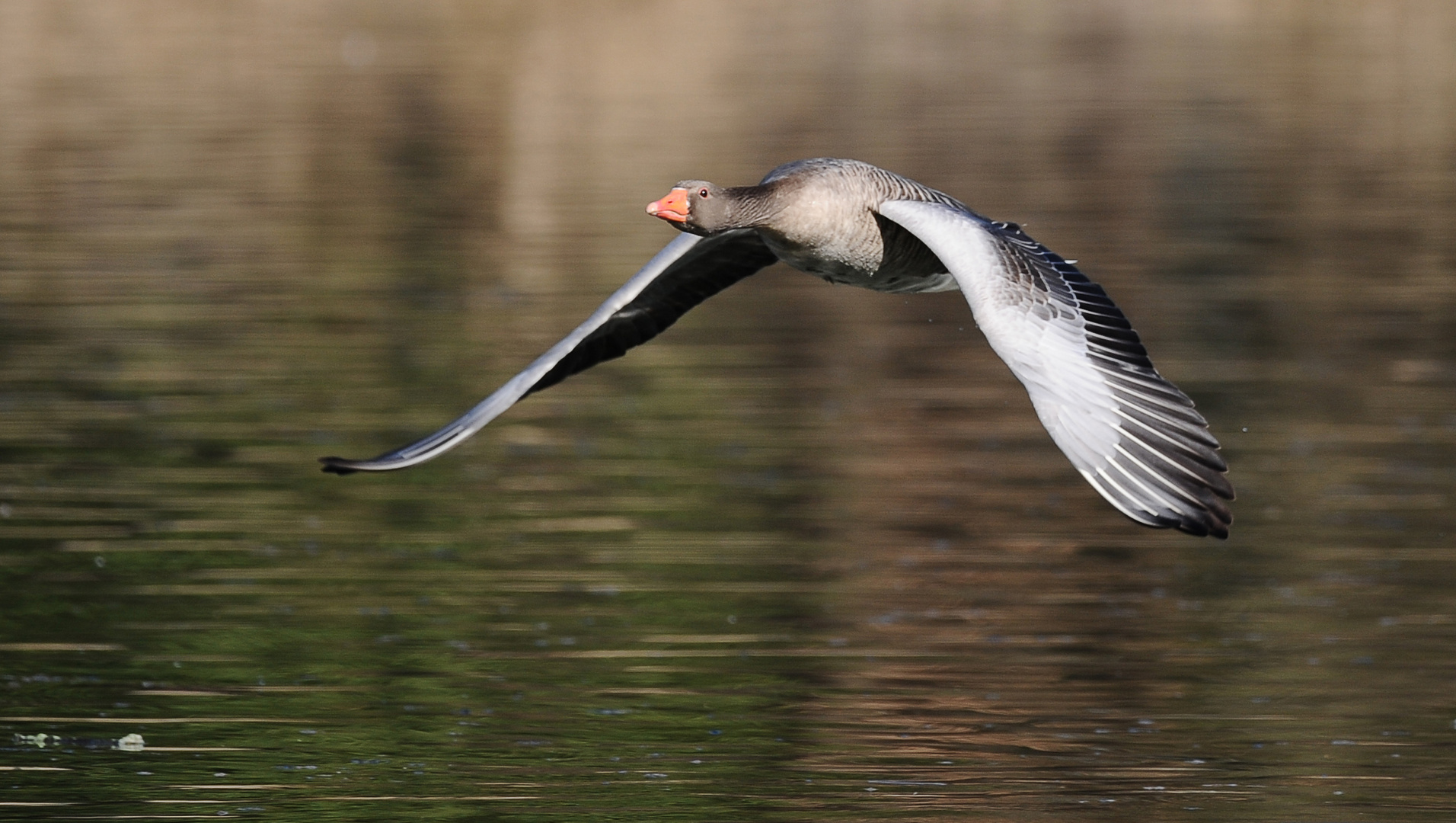 Gänseflug