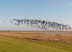 Gänseflug