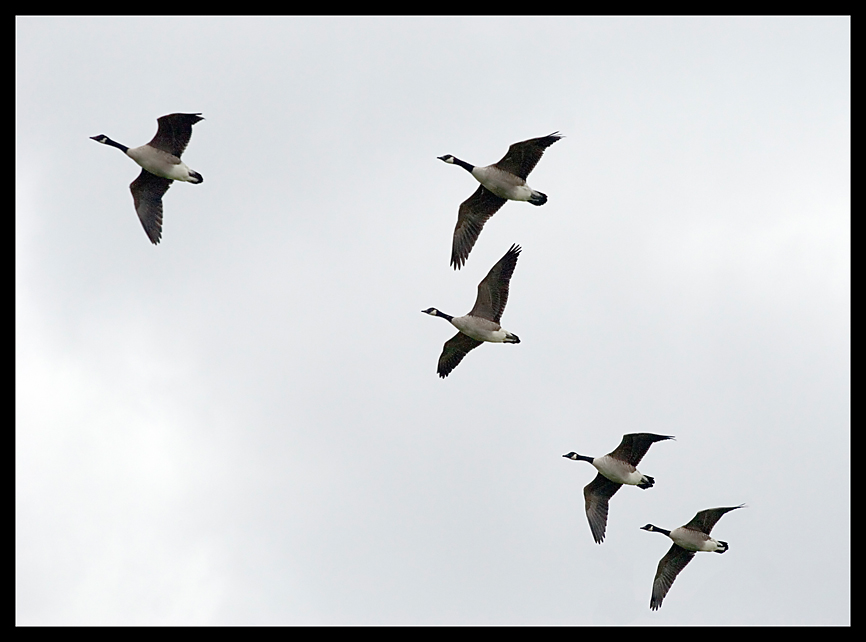 Gänseflug ...