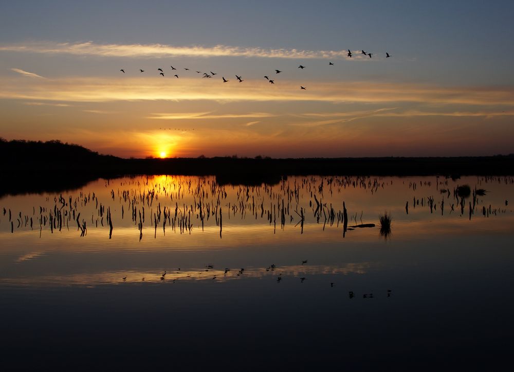 Gänseflug