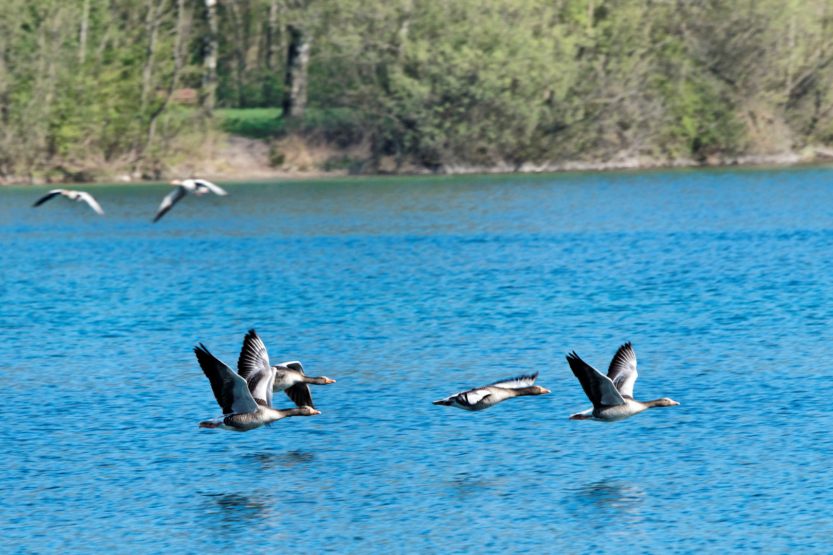 Gänseflug