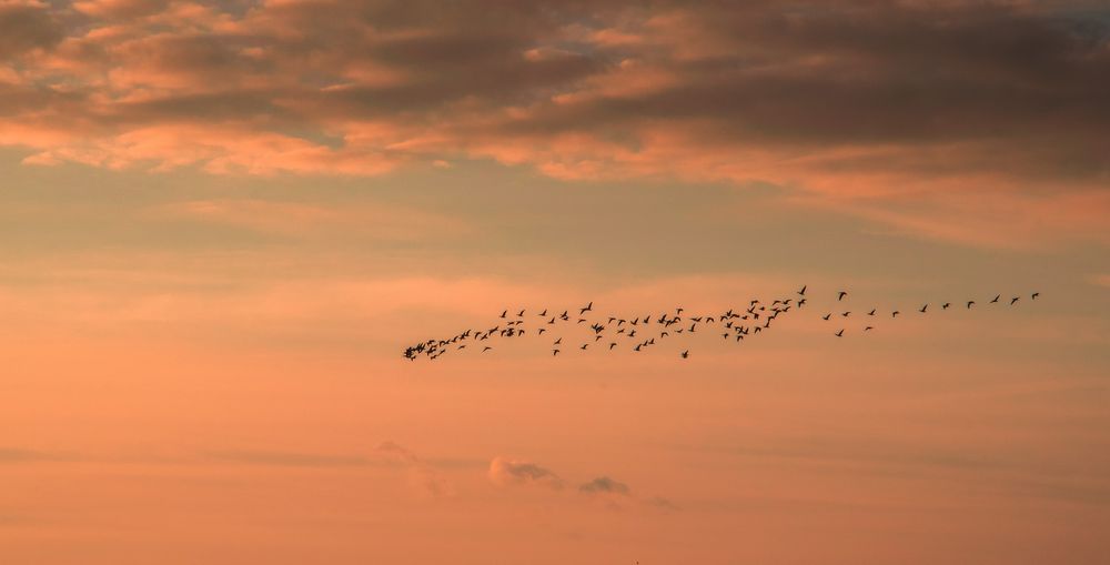 Gänseflug