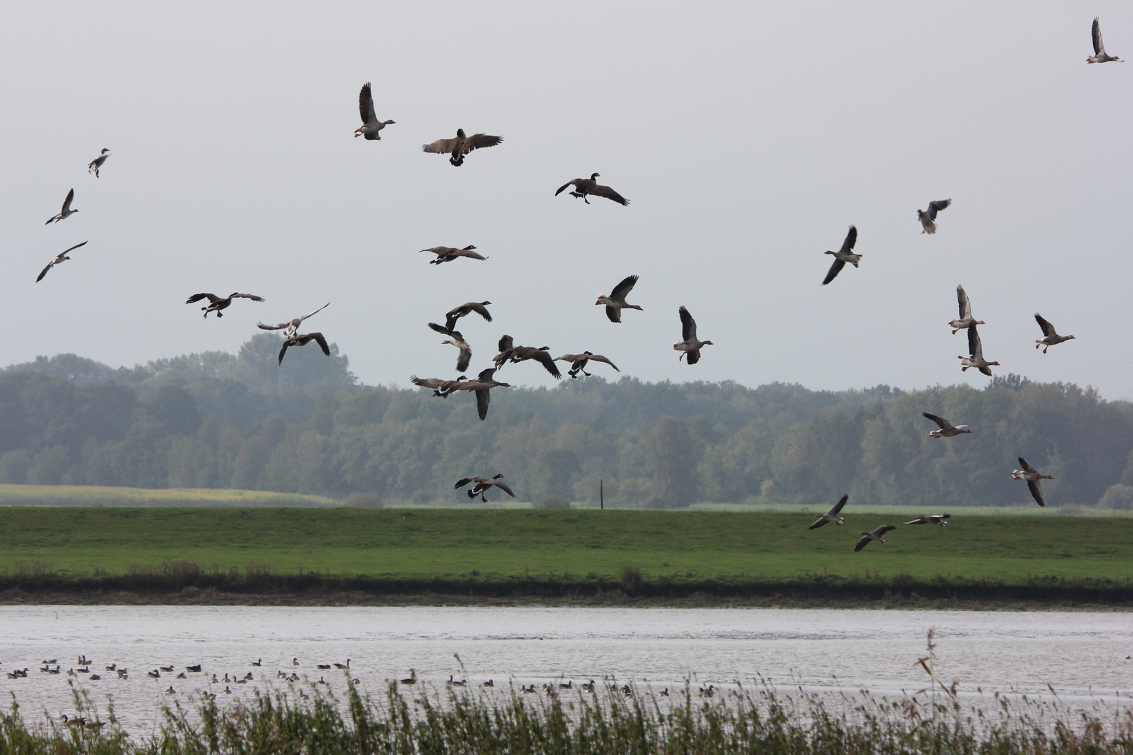 Gänseflug