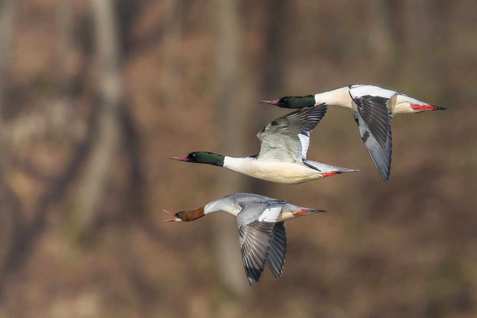 Gänseflug